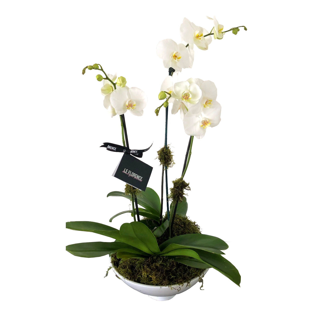 L Orchid Arreglo Floral