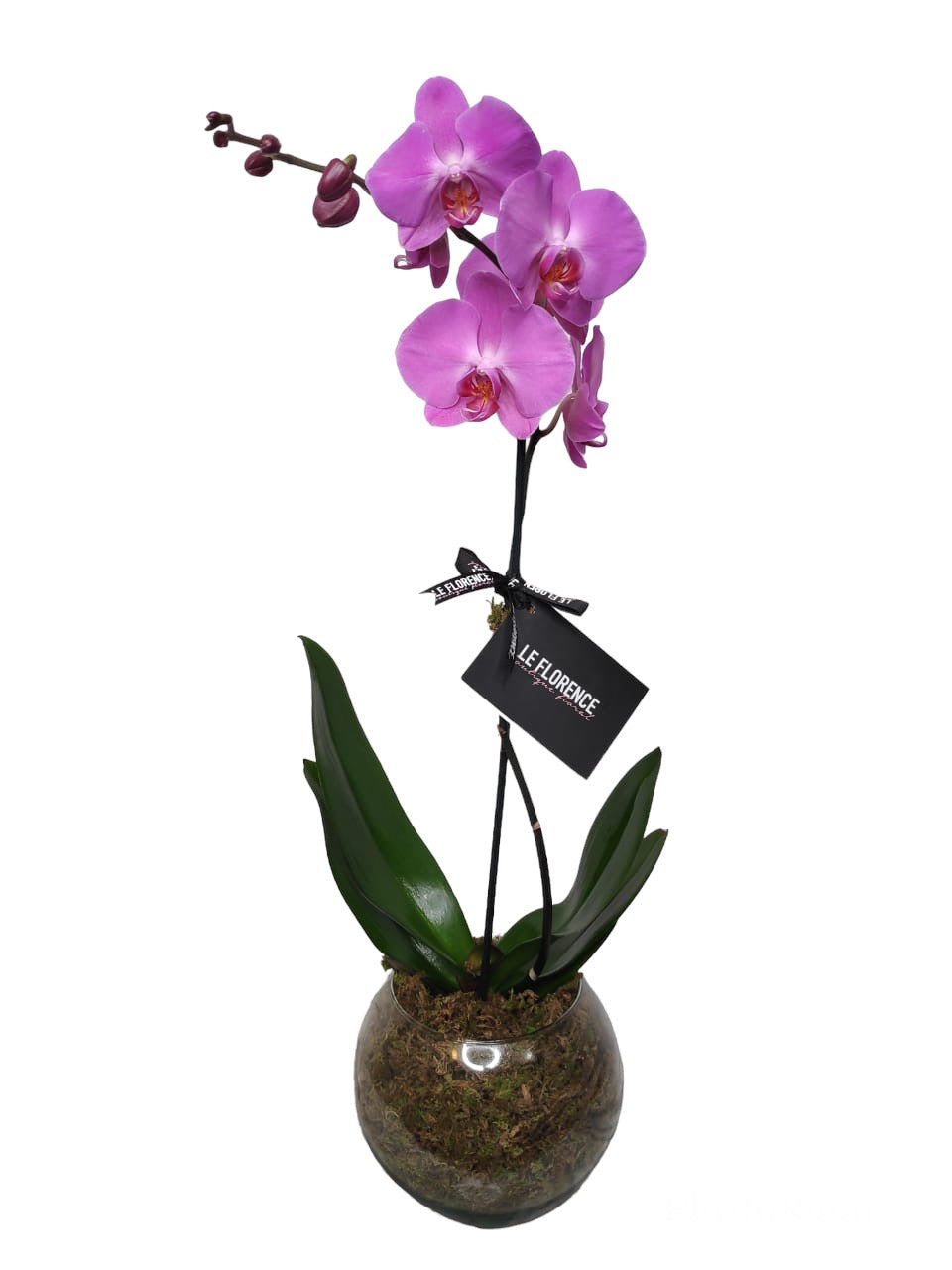 Maria Arreglo Floral