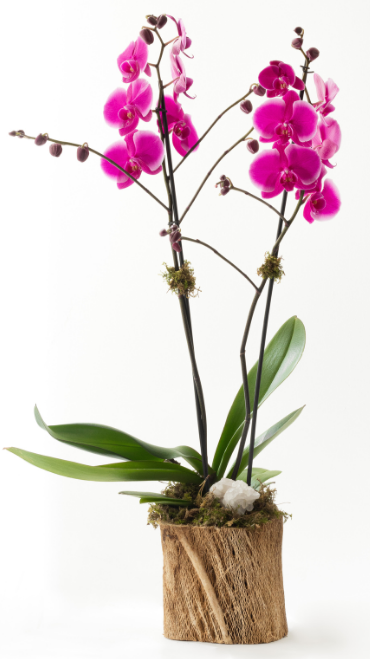 Orquídeas: el regalo que dura meses (si sabes cuidarlas)