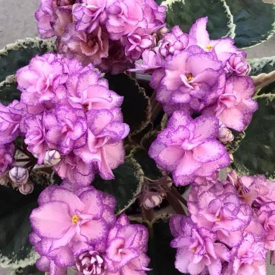 5 coloridas plantas que crecen en la sombra - Le Florence