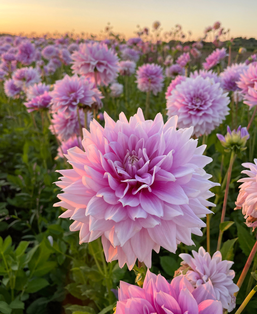 Dalia, flor nacional de México: ¿Por qué es emblemática y cómo se usa en arreglos? - Le Florence