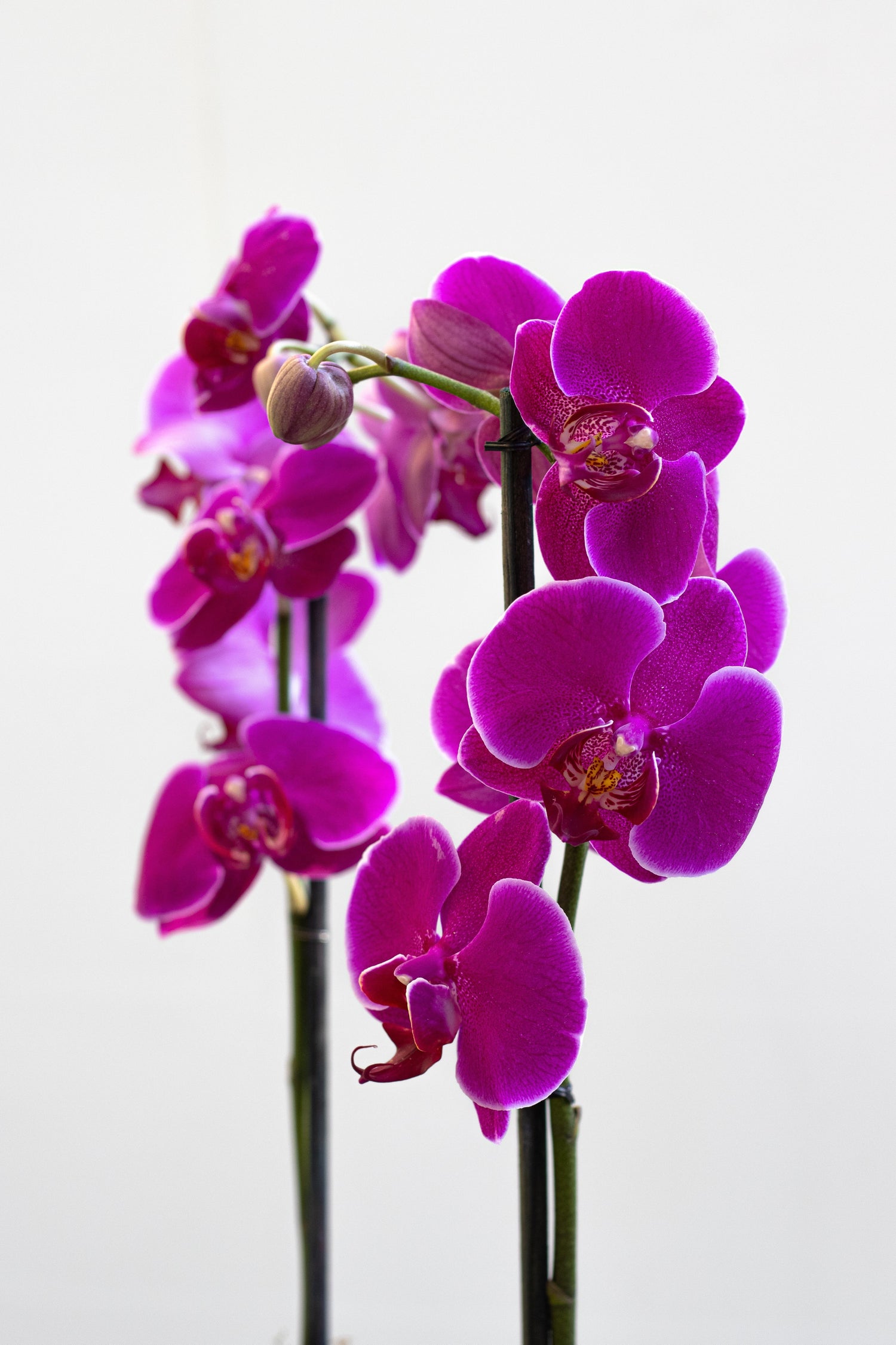Flores premium en CDMX | Qué las hace diferentes - Le Florence