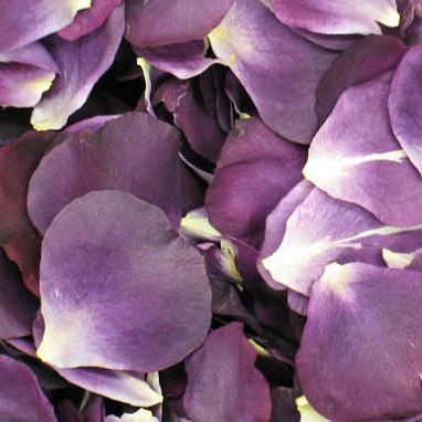 Preserva tus flores, ¿cómo secar tus pétalos? - Le Florence