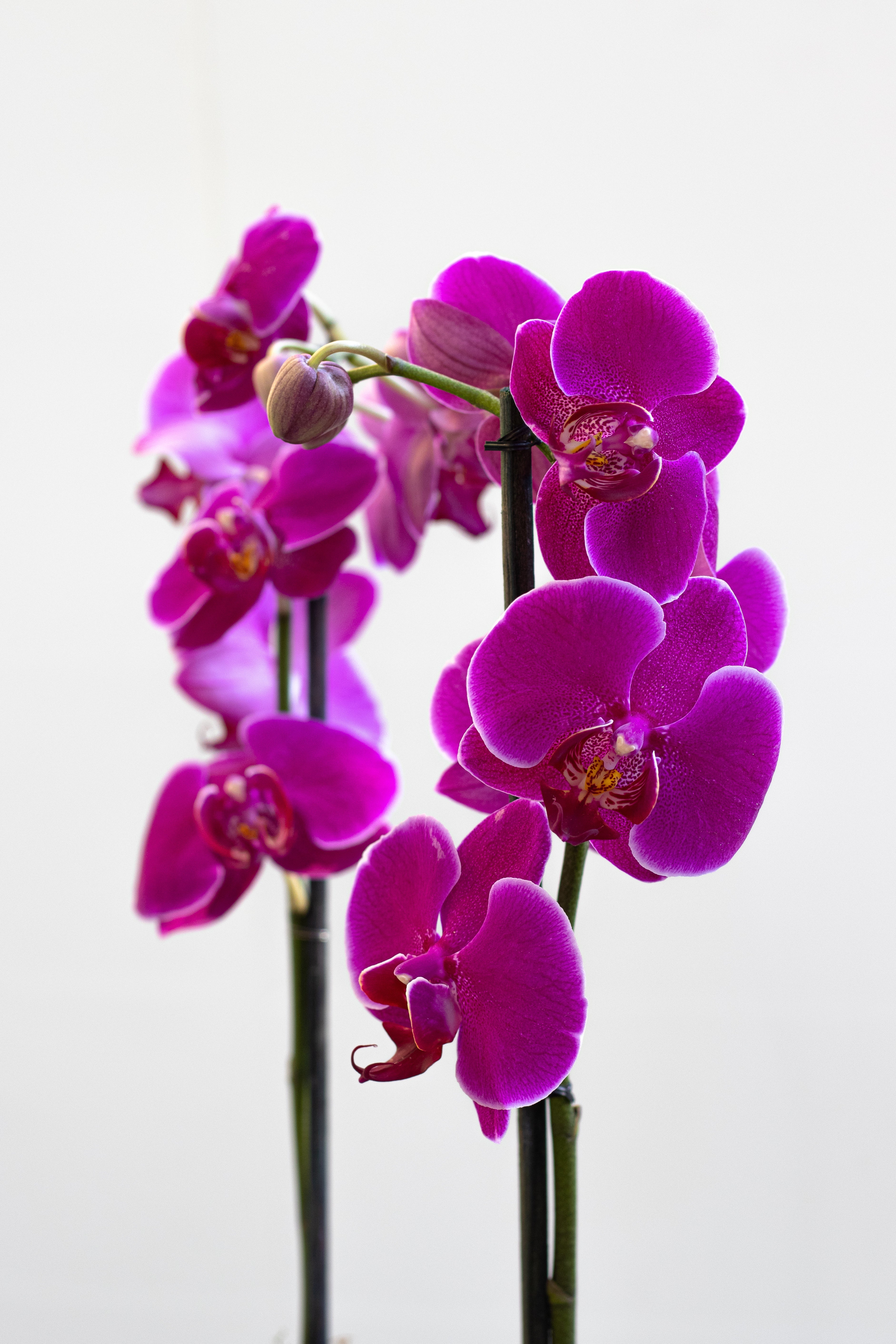 Orquídeas