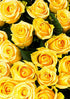 [product_title] - Le Florence Boutique Floral