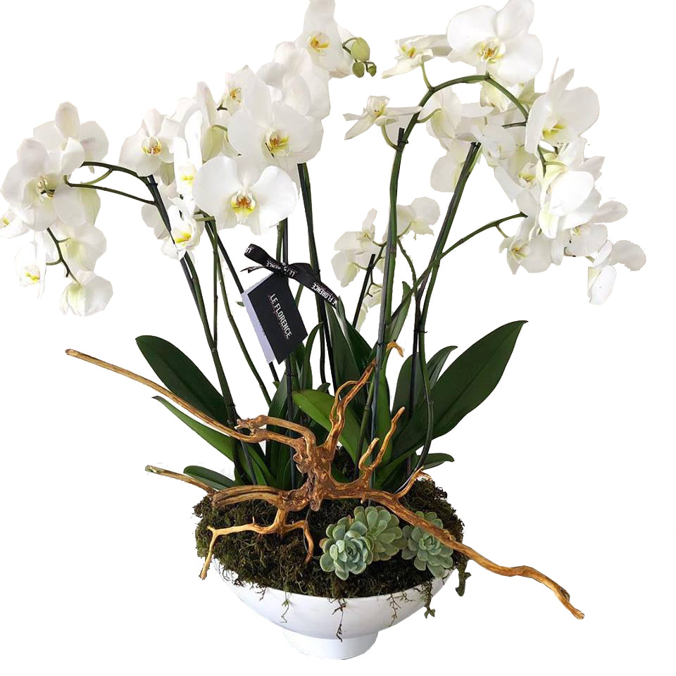 XXL Orchid Arreglo Floral