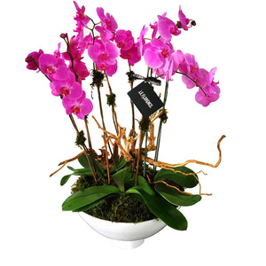 XXL Orchid Arreglo Floral