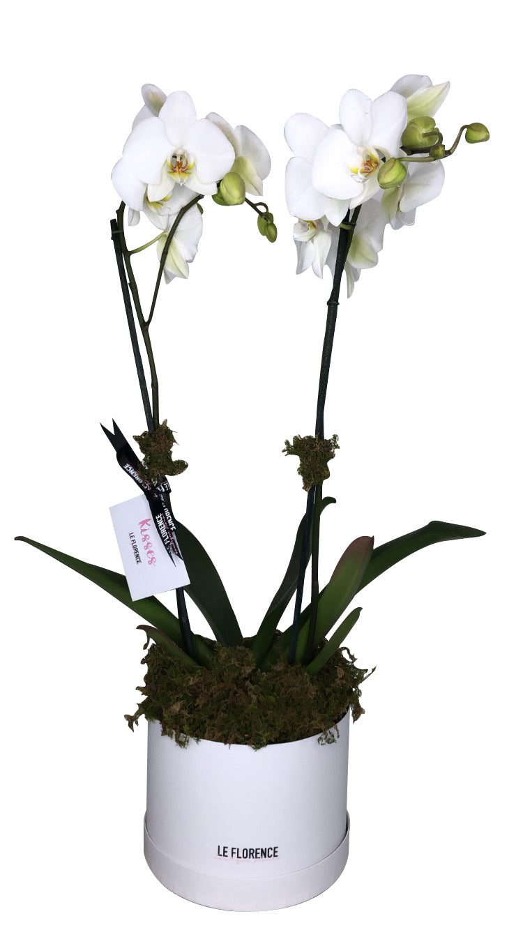 Maria Arreglo Floral