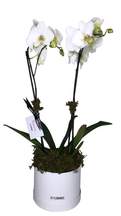 Maria Arreglo Floral