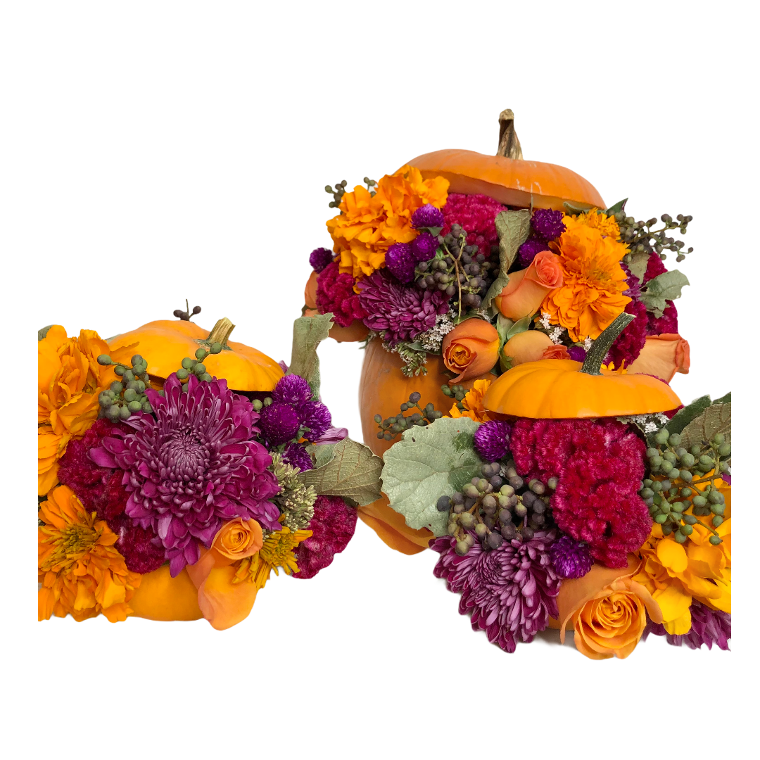 3 calabazas fucsia
