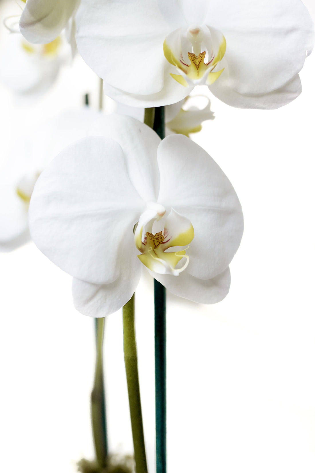 Maria Arreglo Floral