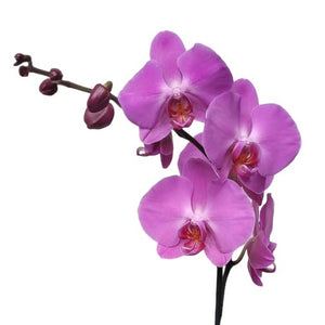 L Orchid Arreglo Floral