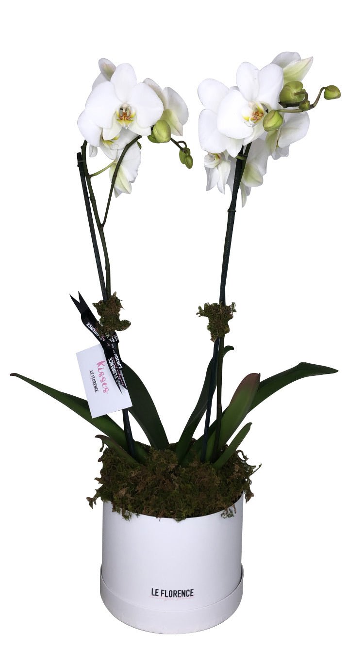[product_title] - Le Florence Boutique Floral