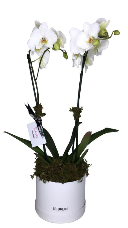 [product_title] - Le Florence Boutique Floral